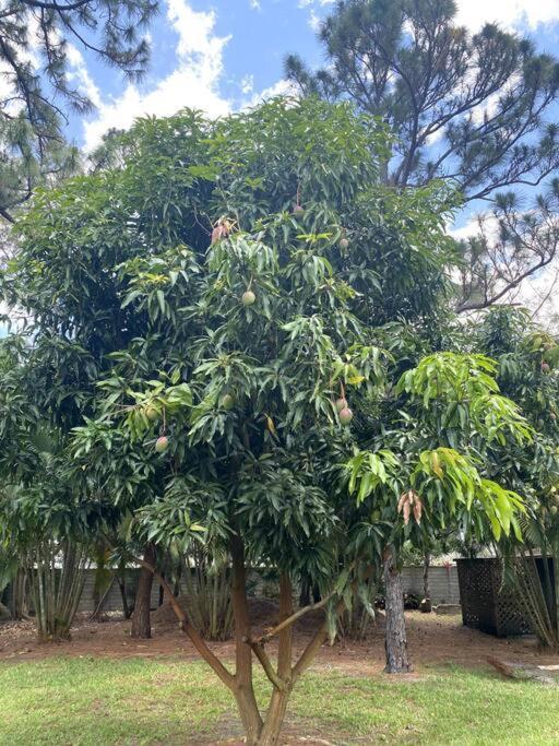 Jungle Oasis In The Heart Of The Treasure Coast Villa Walton Dış mekan fotoğraf